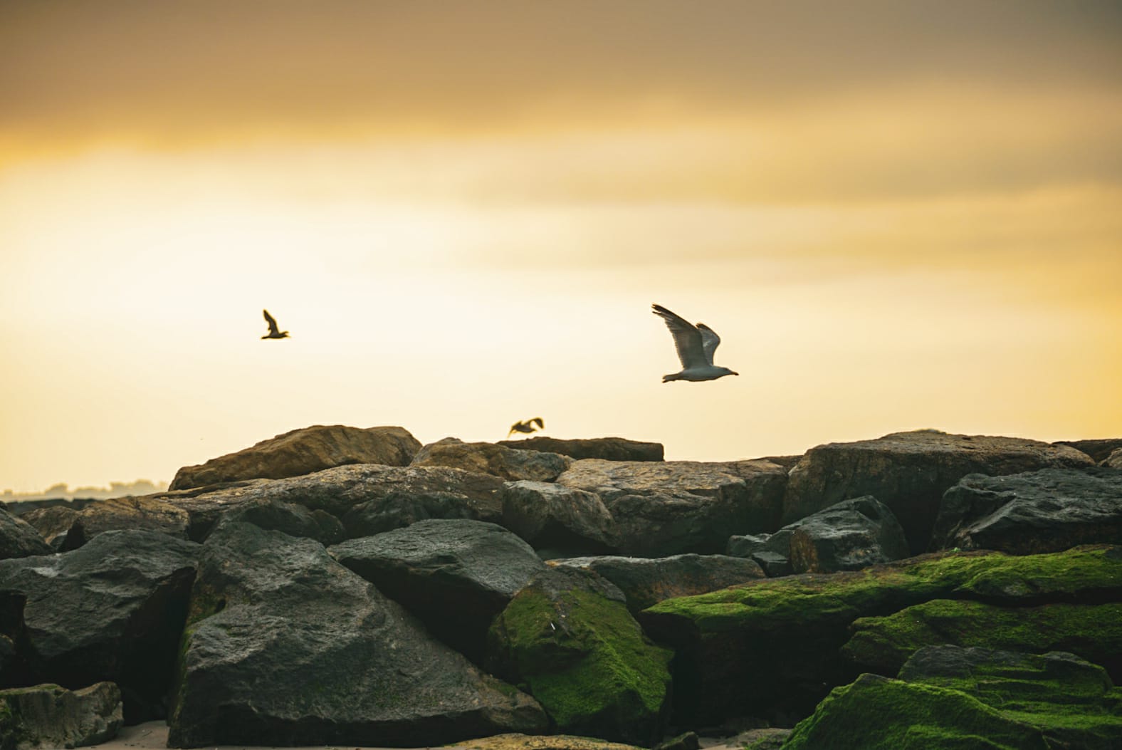 Echo From The Cave 135 PROJECT SAHASRARA MAHAYOGI YOGA MISSION